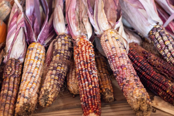istock Colorful Indian corn dried on the cob 1293947389
