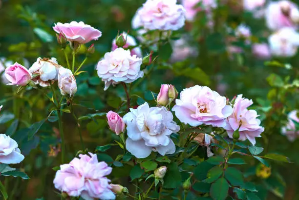 Light pink garden shrub roses in bloom. Morden Blush breed by Marshall