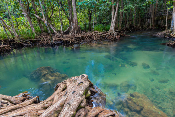 istock Tropical tree roots or Tha pom mangrove in swamp forest and flow water 1293953257