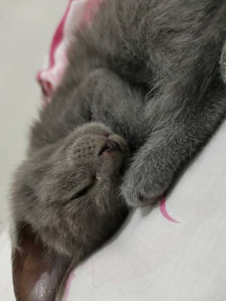 Pose of little grey cat sleeping on bed Pose of little grey cat sleeping on bed tremoctopus gelatus stock pictures, royalty-free photos & images