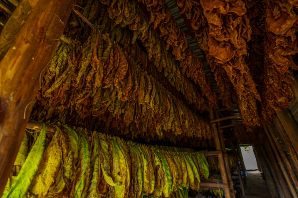 istock Tobacco leaves hanging in drying shed 1293960090
