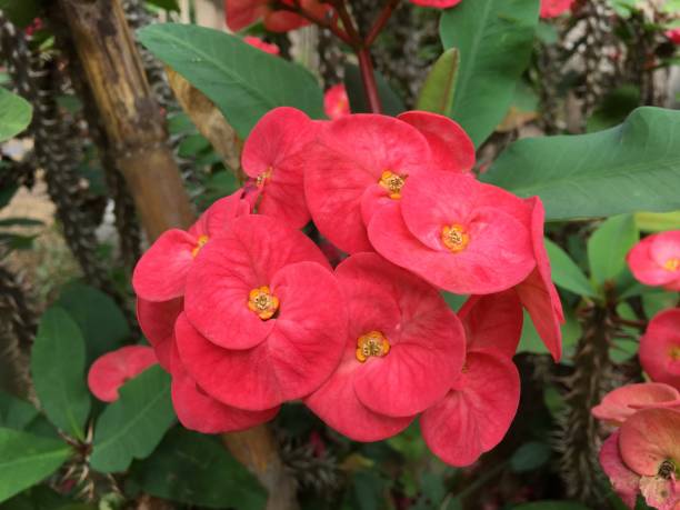 istock Crown of thorns plant red 1293960765
