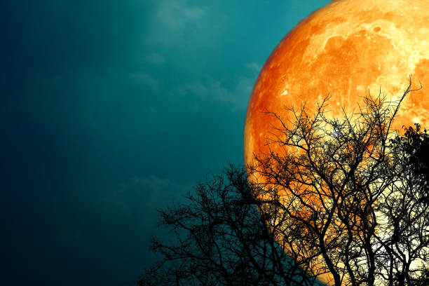 istock Super buck blood moon and silhouette tree in the night sky 1293962803