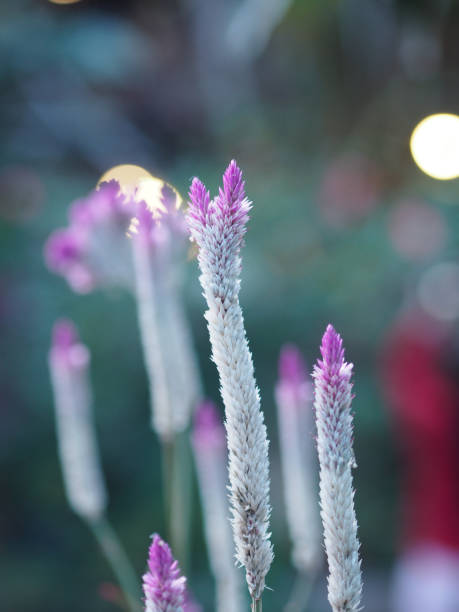 Celosia spicata Spreng A bouquet of flowers, a cascade bouquet. Out by the end of the flower branches, white, light pink to dark pink. There are many small flowers Lined up dense blooming in garden blurred of nature background celosia spicata spreng un ramo de flores, un ramo en cascada. por el final de las ramas de las flores, blanco, de color rosa claro a rosa oscuro. hay muchas flores pequeñas alineadas densas florecientes en el jardín borrosas de fondo natural