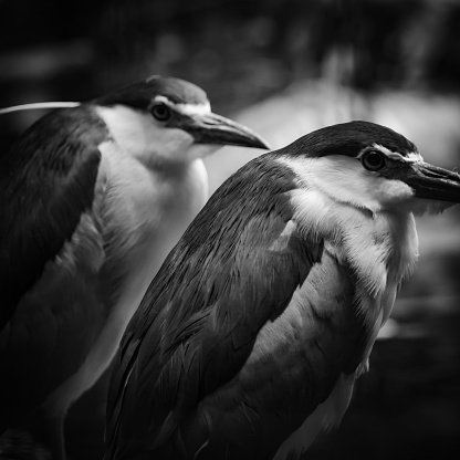 Black and white photo of black crowned black heron pairs