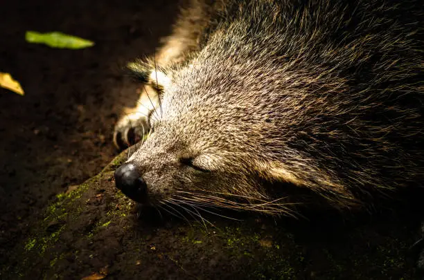 Photo of a binturong bearcat sleeping on a wood