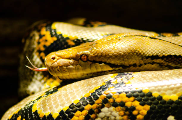 Phyton warming up A reticulated phyton basking to warm up it's body reticulated python stock pictures, royalty-free photos & images