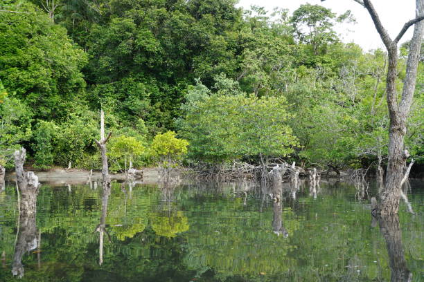 istock brackish water mangroves 1293965542