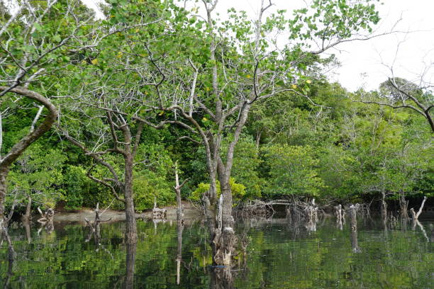 istock brackish water mangroves 1293965573