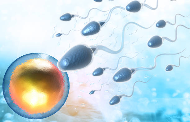 istock Sperm reach the egg cells 1293966410