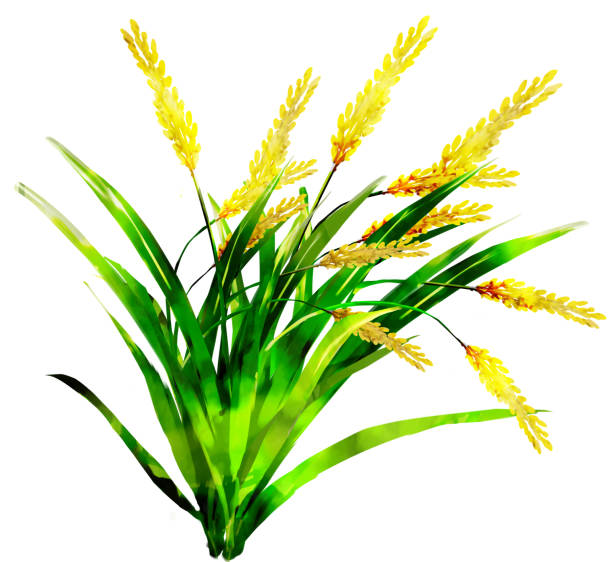 geernteter hausreis. - rice paddy rice food short grain rice stock-grafiken, -clipart, -cartoons und -symbole