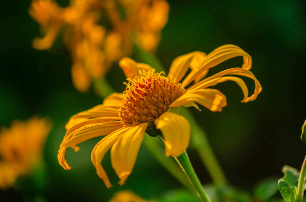 istock Yellow flower Close up 1293967073