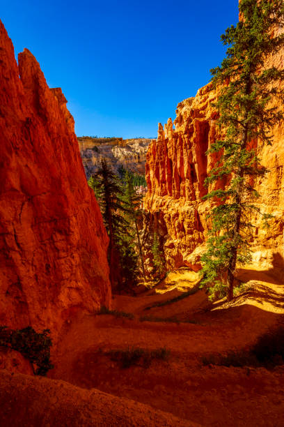 istock Hoodoos in Bryce Amphitheater 1293970475