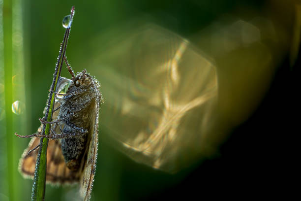 extreme macro shot of a butterfly full of dew drops