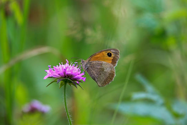 istock meadow brown, Maniola jurtina, perching on a scabiosa flower 1293970495