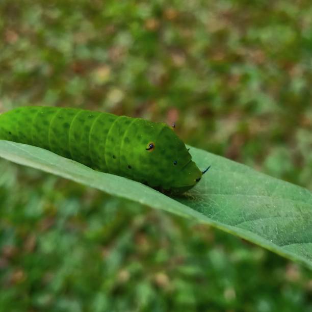 istock the caterpillar crawls on the leaves 1293971091