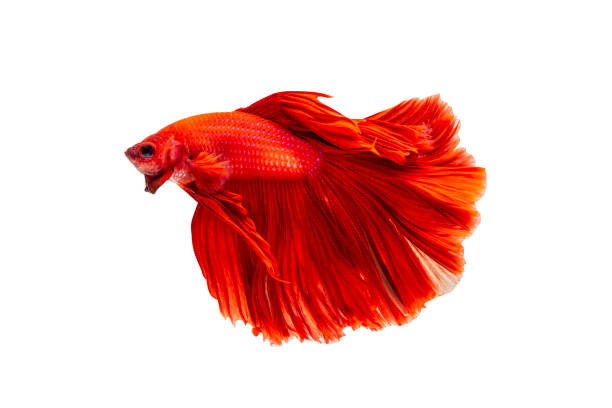 istock Super red betta fish. Siamese fighting fish isolated on white background. Thailand. 1293971161