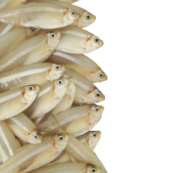 Many white sardine fish isolated with space for text