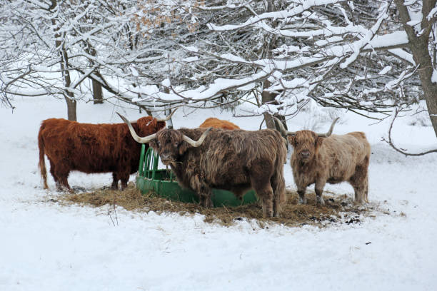 istock Beef cattle at round bale outside in snow 1293971545