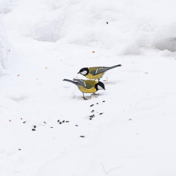 Chickadee pecks food in snow on winter day
