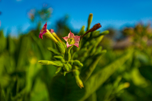Green cultivated tobacco plant with pink flowers