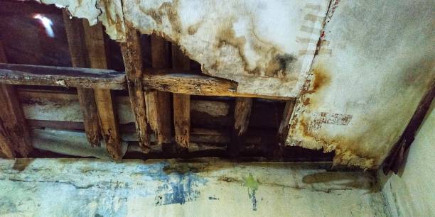 istock Roof house damaged by termites 1293978847