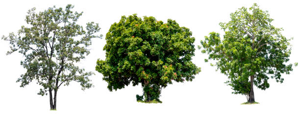 istock Three trees are the most important thing in the world,  Isolated on White Background 1293980318