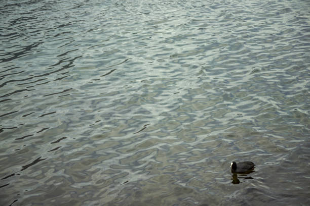 istock Lone coot in a dark lake 1293981895