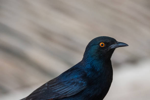 istock Pale Winged Starling, a Black Bird with Orange Eyes in Namibia Close Up 1293984318