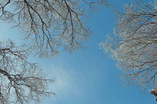 Natural winter background. Sky, wood and snow.