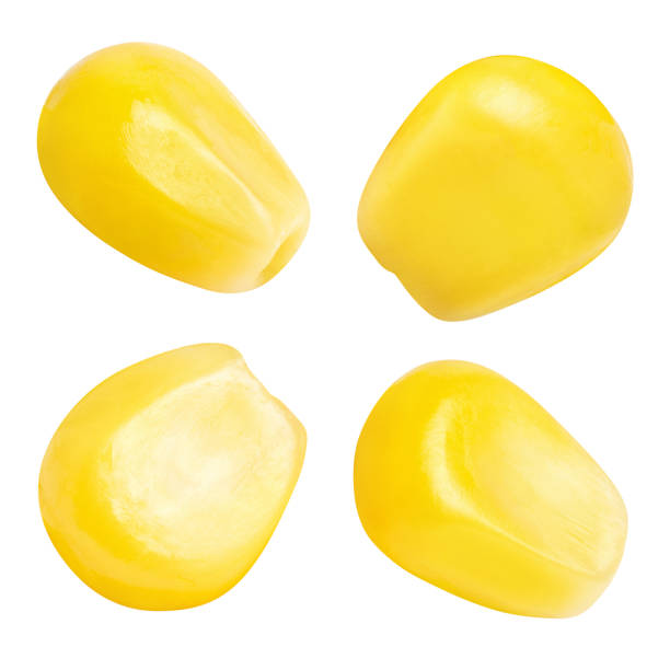 istock Collection of delicious corn seeds on white 1293986144
