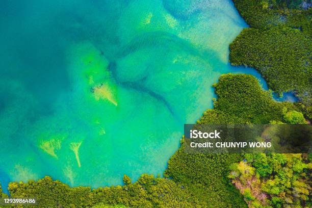 Aerial View Over Wetland Stock Photo - Download Image Now - Swamp, Aerial View, Nature