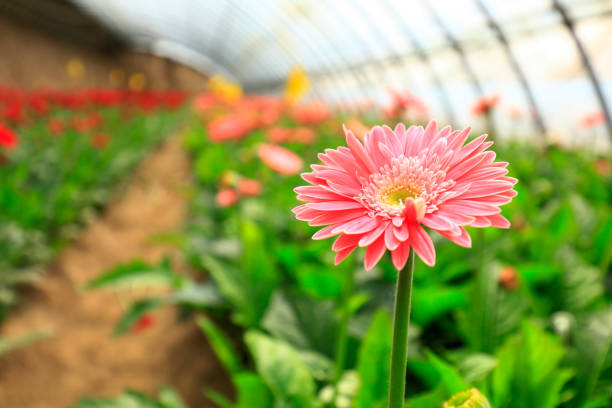 istock African chrysanthemum blooms 1293988566