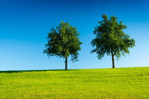 Two trees in a green field with a clear blue sky in the background.