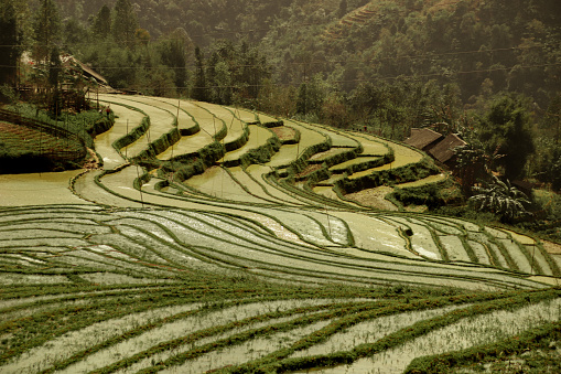 Beautiful scenic view of traditional terraced rice paddy in Sa pa, Vietnam