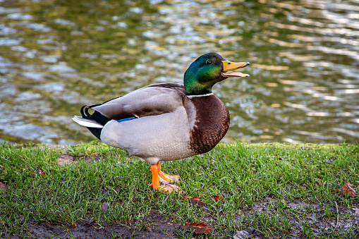 A male mallard duck standing at the waters edge, with his beak open