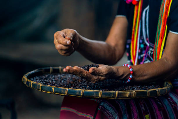 istock Hill tribe women sorting coffee beans. Woman selecting roasted coffee bean. 1293995183