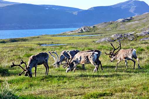 Landscape with wild reindeer. Summer Svalbard. with massive antlers horns deer On the Sunset, Norway. Wildlife scene from nature Spitsbergen
