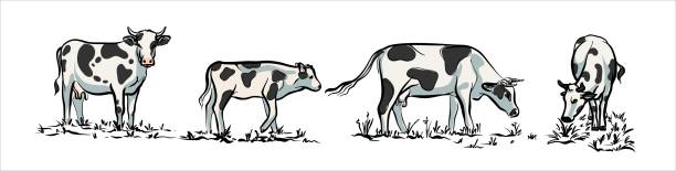 A set of cows. Black and white illustrations in a realistic style A set of cows. Black and white illustrations in a realistic style. Vector. cow clipart stock illustrations