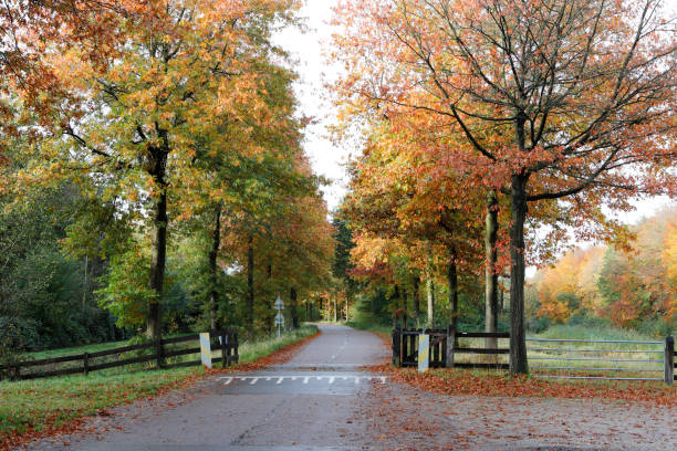 istock Autumn Colors – Hulkesteinse Bos (Netherlands) 1293996695