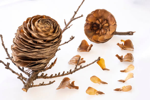 istock The structure, propagation and background details of tar seeds 1293998525