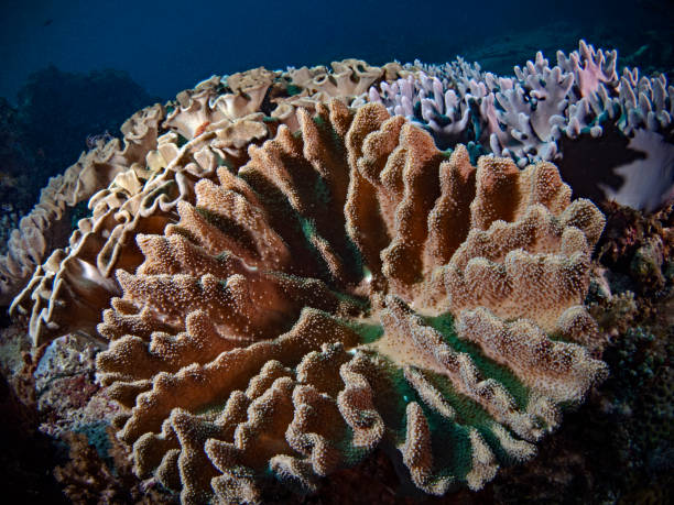 istock Different types of corals in the tropical sea 1294001951