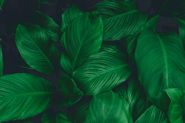 istock abstract green leaf texture, nature background, tropical leaf 1294002844
