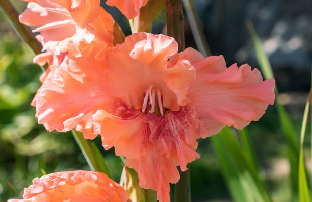 istock gladiolus flowers in the garden 1294003122