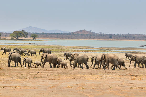 Herd of African elephants in Vwaza, Malawi stock photo