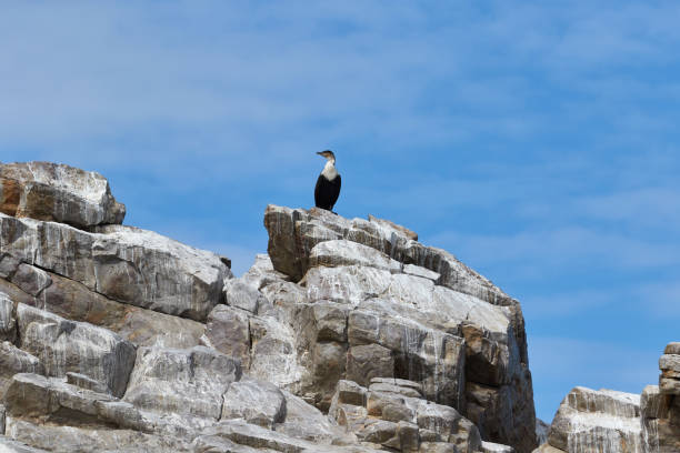 istock A white-breasted cormorant on St. Croix Island 1294005203
