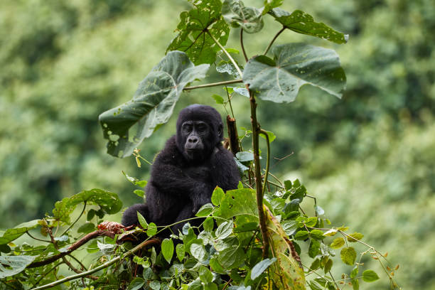 Baby gorilla playing in the forest of Bwindi, Uganda stock photo
