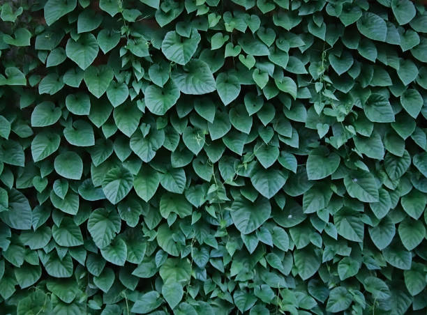istock Great leaves wall texture background wallpaper 1294006157