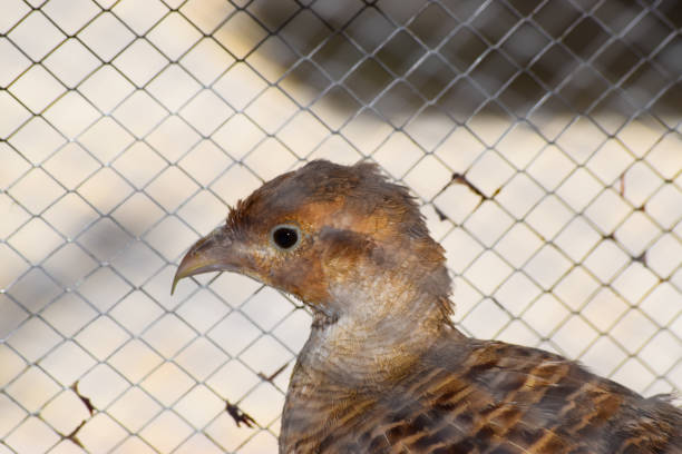 oiseau de caille dans la cage se ferment vers le haut. verticale sauvage de poule de perdrix, animal femelle chakor seule photo de fond - bird netting cage birdcage photos et images de collection