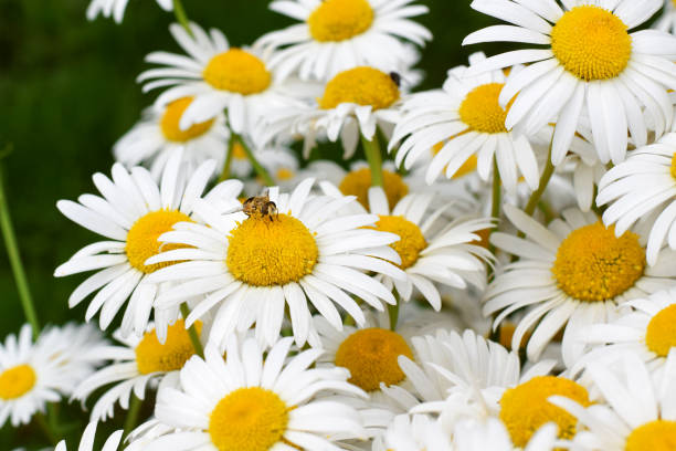 istock White garden chamomiles and a bee 1294007910